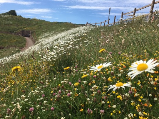 A meadow by the Sidmouth sea