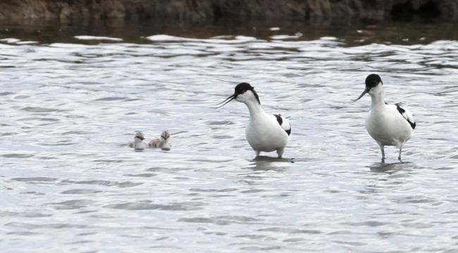 first avocet chicks hatch in Devon at Seaton Wetlands